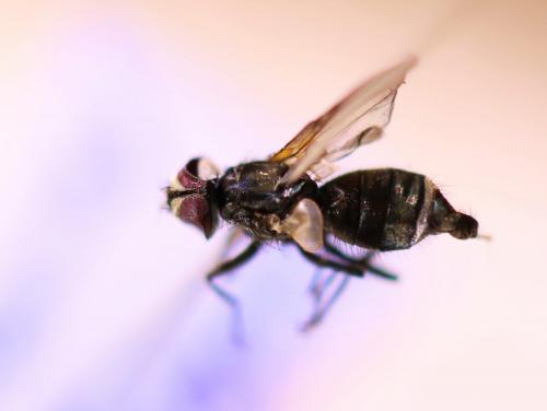 Phasia obesa